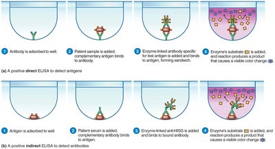 ELISA method
