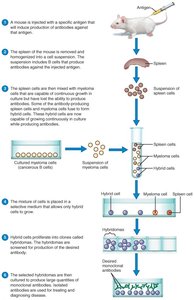 Production of monoclonal antibodies
