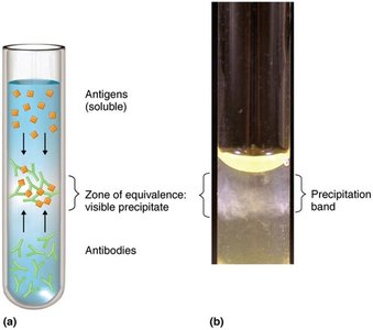 Precipitin ring test