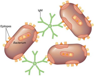 Agglutination reaction