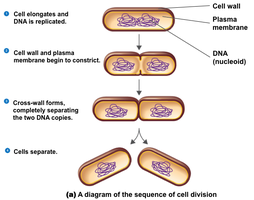 Diagram of the sequence of cell division in binary fission