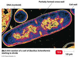 TEM image of Bacillus licheniformis starting to divide