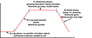 Microbial growth curve showing lag, log, stationary, and death phases