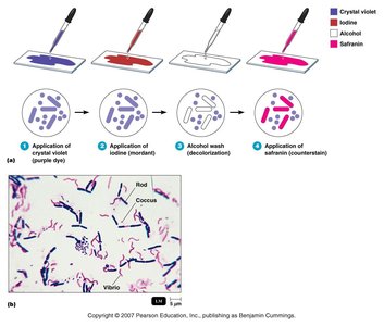 Gram staining steps