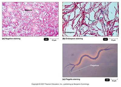 Special staining: capsule, endospore, flagella