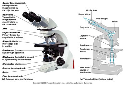 Parts and light path of a compound microscope