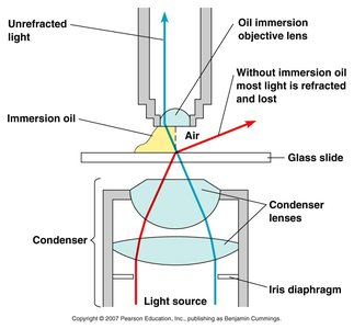 Oil immersion technique in microscopy