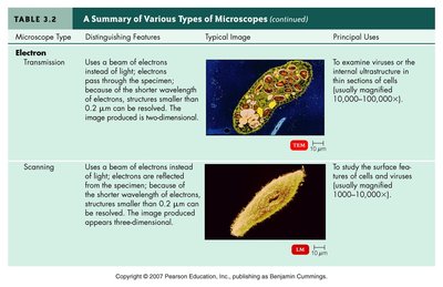 Fluorescence microscopy image