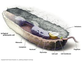 Typical prokaryotic cell structure
