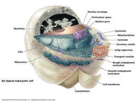 Typical eukaryotic cell structure