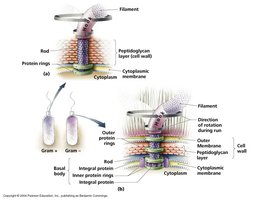 Structure of bacterial flagella