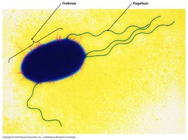 Fimbriae and flagella on a bacterial cell