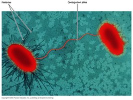 Fimbriae and conjugation pilus