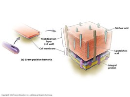 Gram-positive bacterial cell wall structure