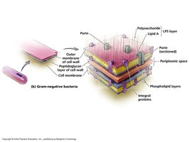 Gram-negative bacterial cell wall structure