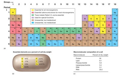 Periodic table showing essential elements for microbes and cell composition