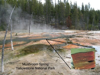 Microbial mats in Mushroom Spring, Yellowstone, showing stratified layers