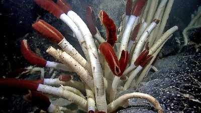 Giant tube worms at a hydrothermal vent