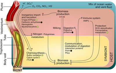 Diagram of tube worm and symbiont metabolic interactions