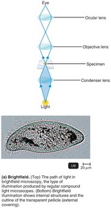 Brightfield microscopy: path of light and micrograph