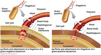 Flagella structure in Gram-negative and Gram-positive bacteria