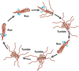 Run and tumble movement of bacteria