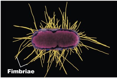 Fimbriae on bacterial cell