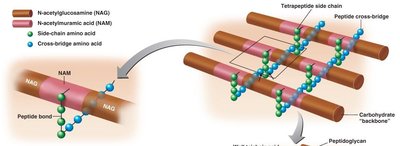 Peptidoglycan structure