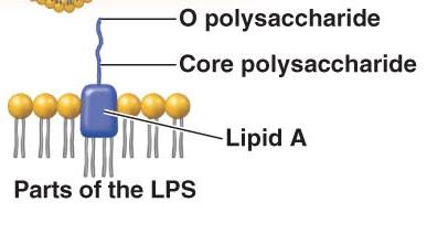 LPS structure in Gram-negative bacteria