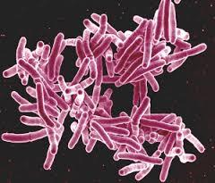 Mycobacterium species under microscope