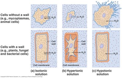 Osmosis in cells with and without cell walls