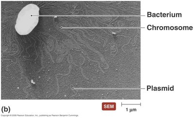 Bacterial chromosome and plasmid