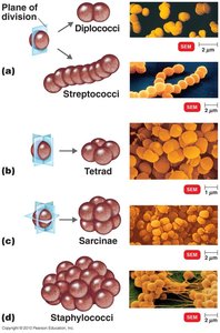 Coccus arrangements: diplococci, streptococci, tetrad, sarcinae, staphylococci