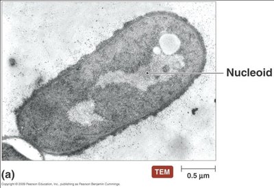Nucleoid region in a bacterial cell