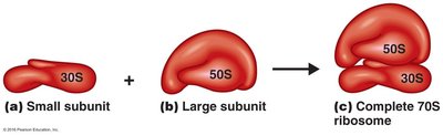 Bacterial ribosome structure