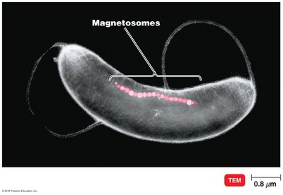 Magnetosomes in bacteria