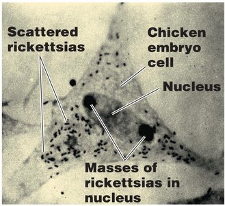 Rickettsia in chicken embryo cell