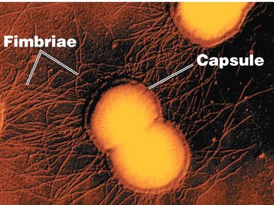 Fimbriae and capsule in bacteria