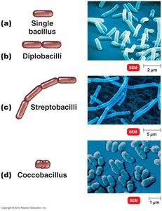 Bacillus arrangements: single, diplobacilli, streptobacilli, coccobacillus