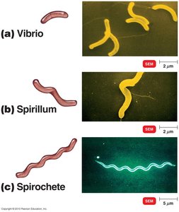 Curved rod shapes: vibrio, spirillum, spirochete