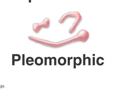 Pleomorphic bacterial shapes