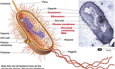 Diagram of bacterial cell structure