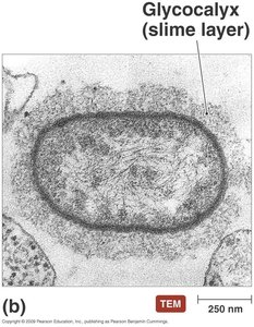 Glycocalyx (slime layer) in bacteria