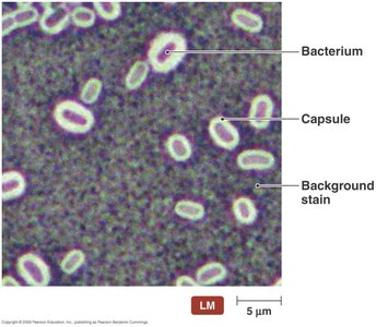 Capsule visualization in bacteria