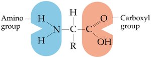 Amino acid structure