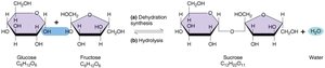 Dehydration synthesis and hydrolysis of disaccharides