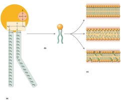 Phospholipid structure and orientation in membranes