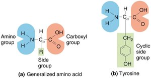 Amino acid structure