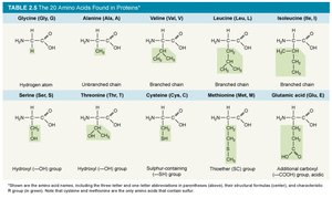 Table of 20 amino acids (part 1)