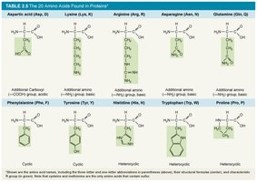Table of 20 amino acids (part 2)